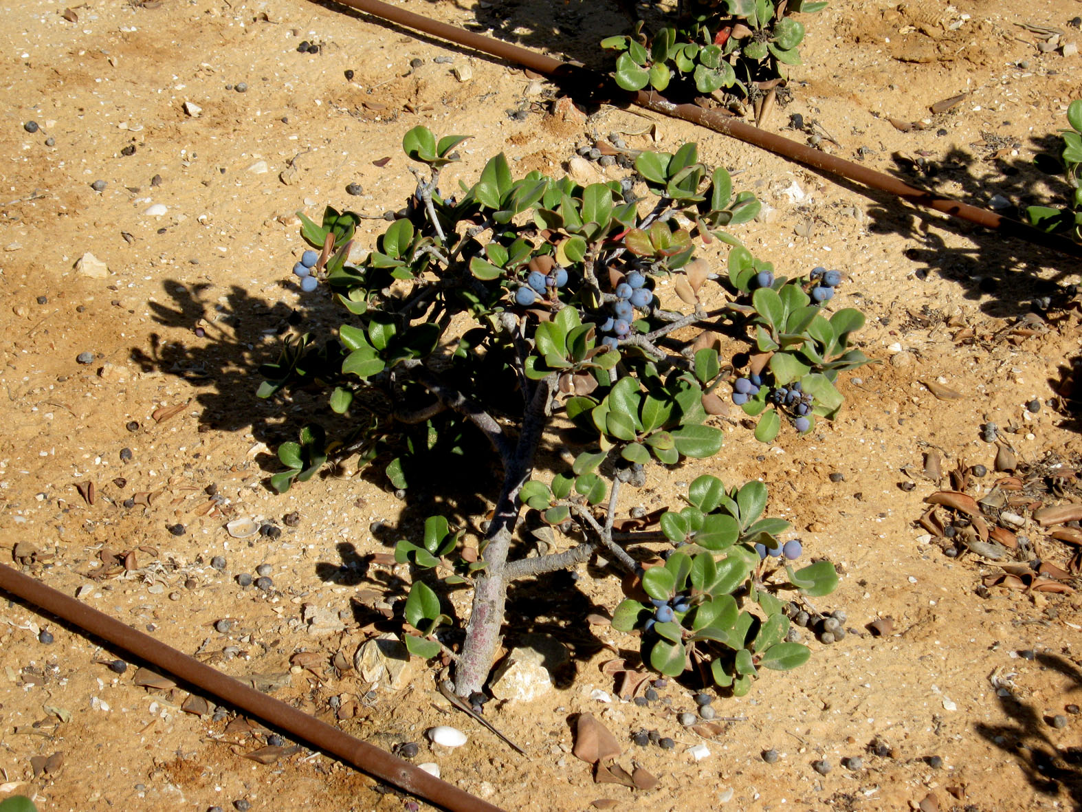 Флора местная. Ашдод, Израиль