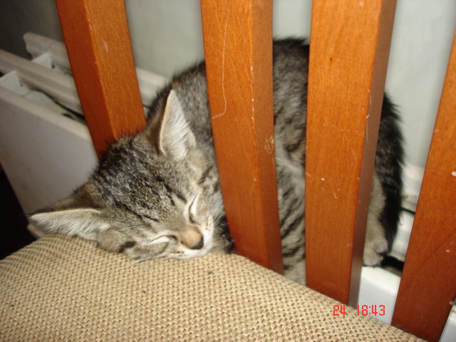 Отдаю котейку