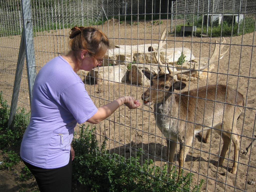 Олень кушает морковку. Парк Лахиш (05.03.11)
