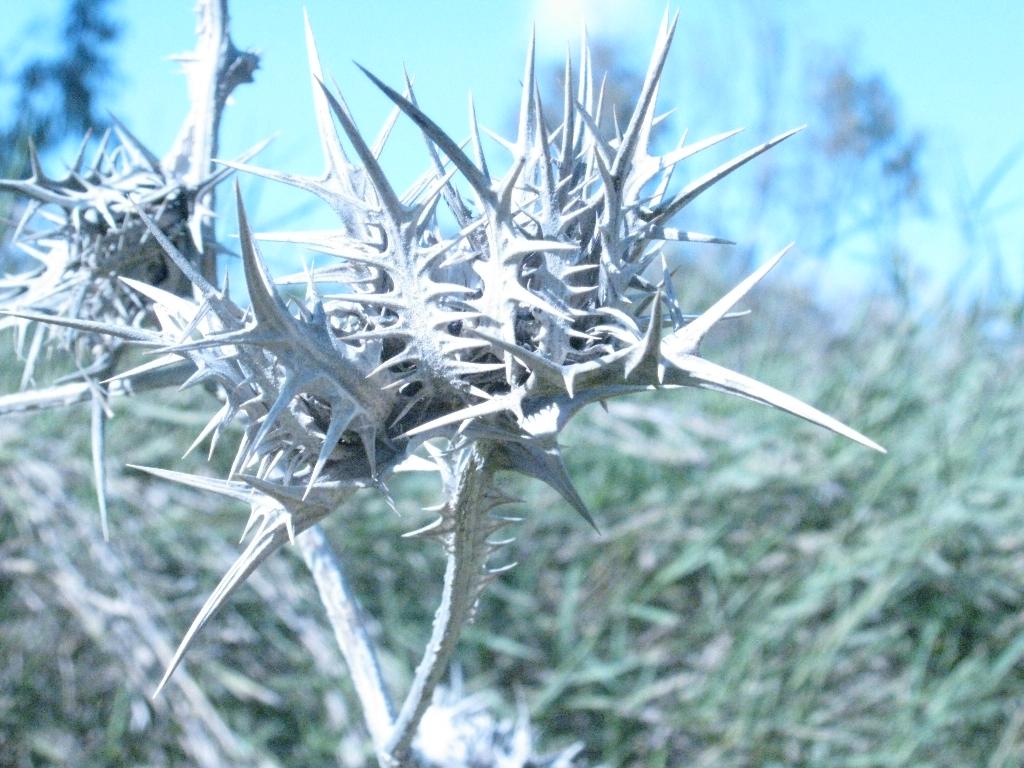 Марсианская колючка. Парк Лахиш (05.03.11)