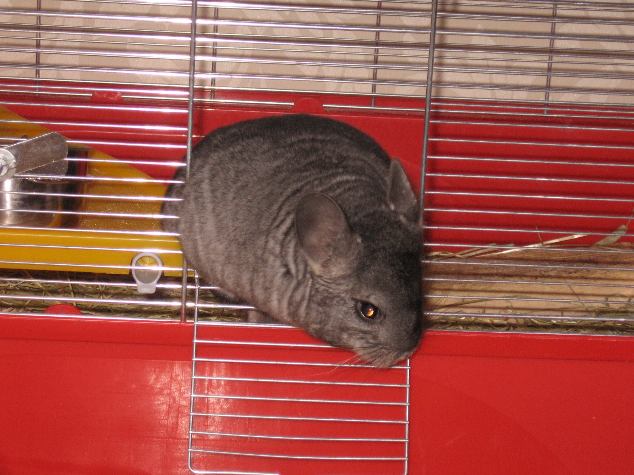 шиншилки наши 