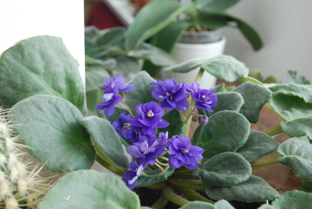 есть детка. Фиалки