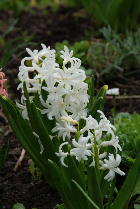 мои цветочки 