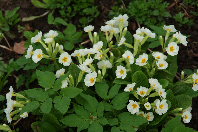 мои цветочки 