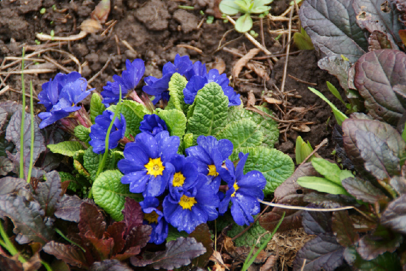 мои цветочки 