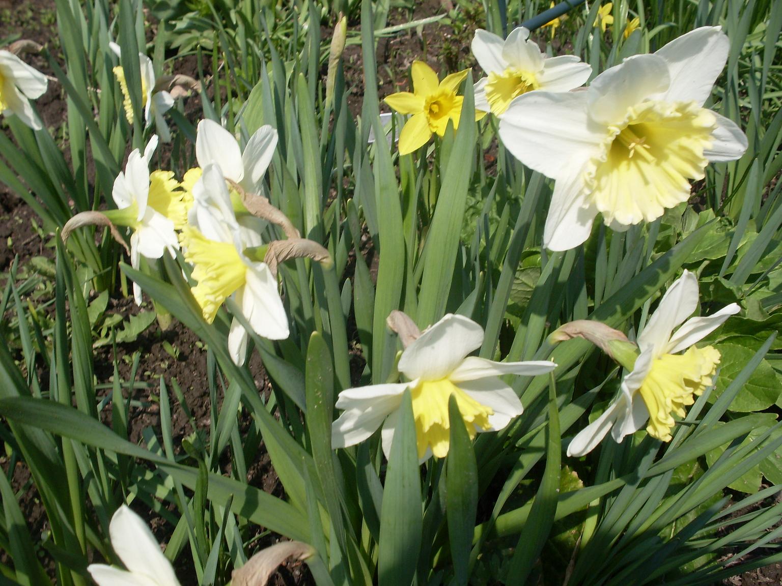 мои цветочки 