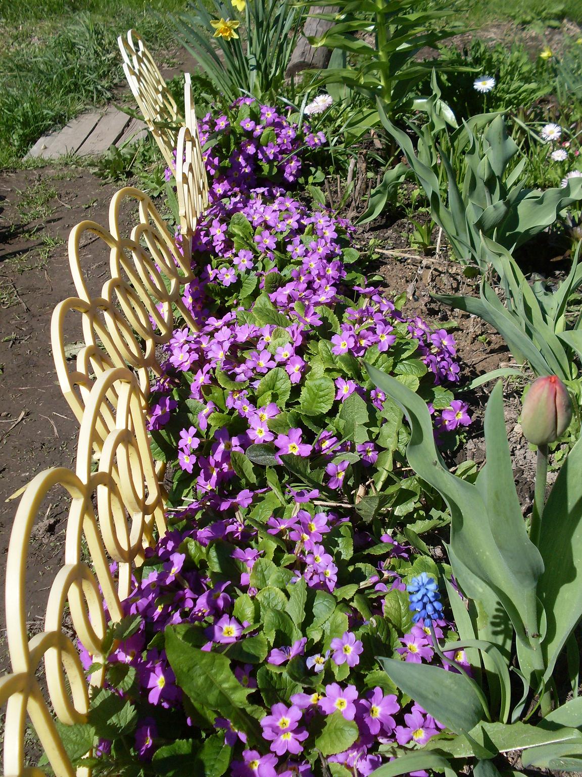 мои цветочки 