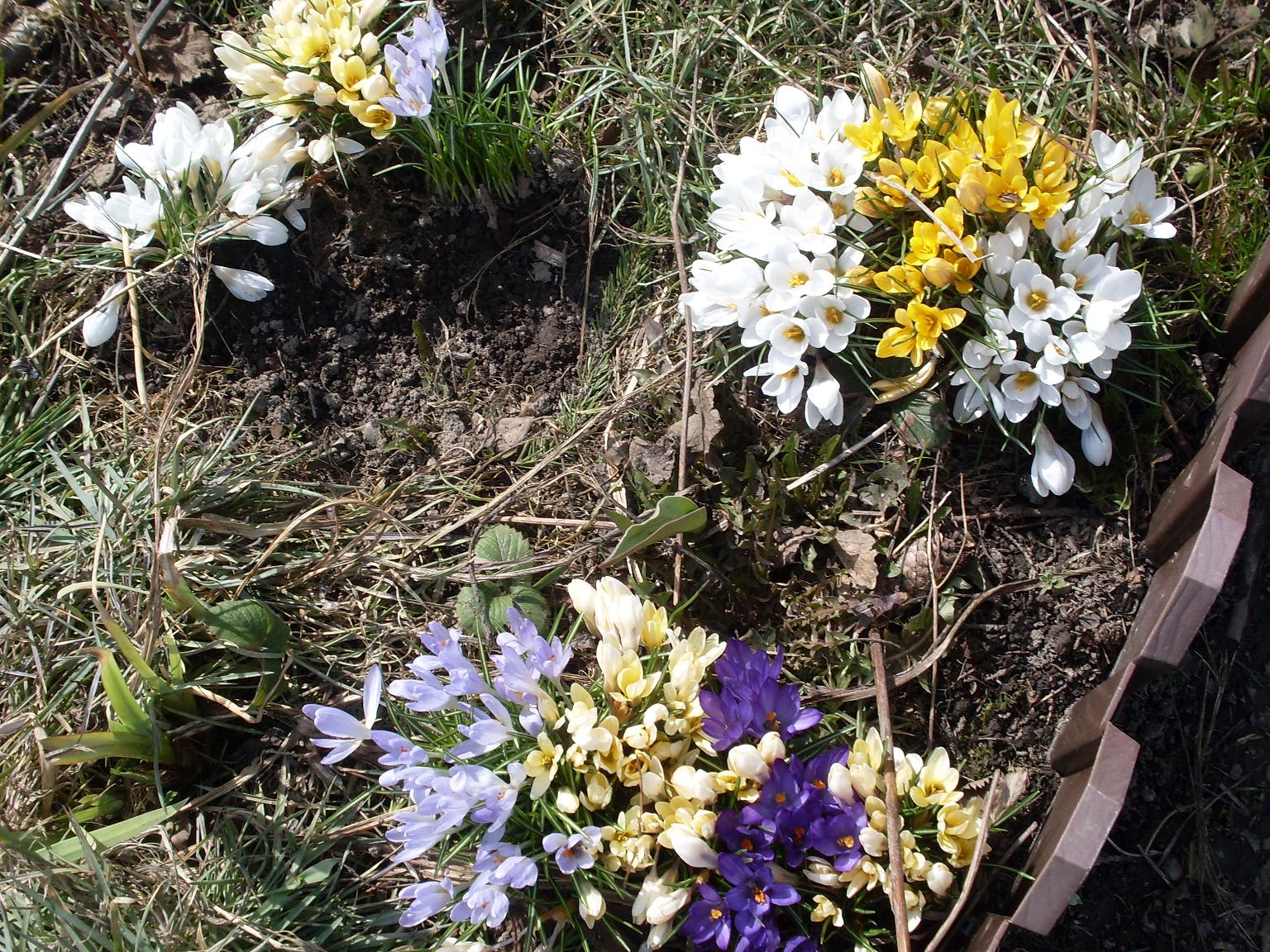 мои цветочки 