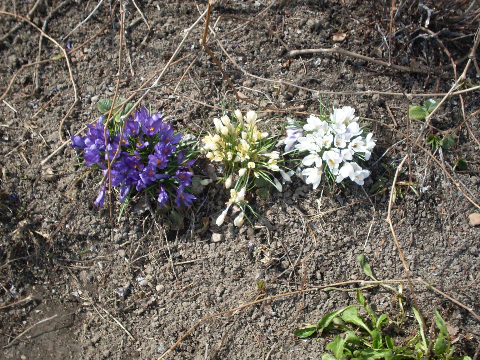 мои цветочки 