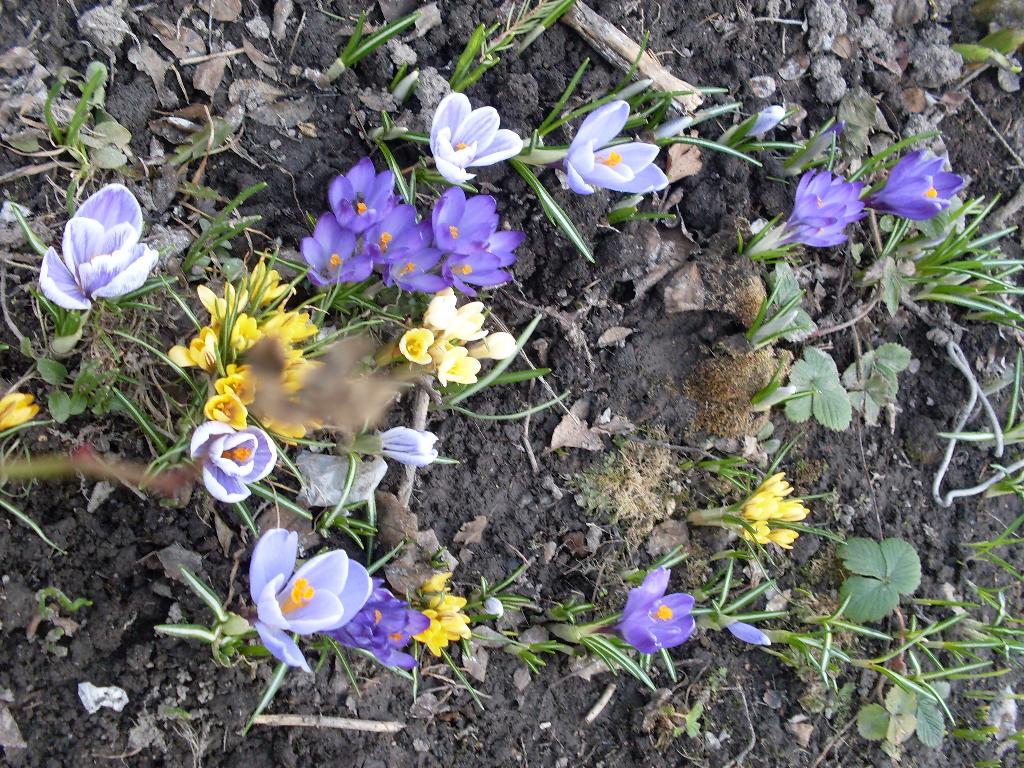 мои цветочки 