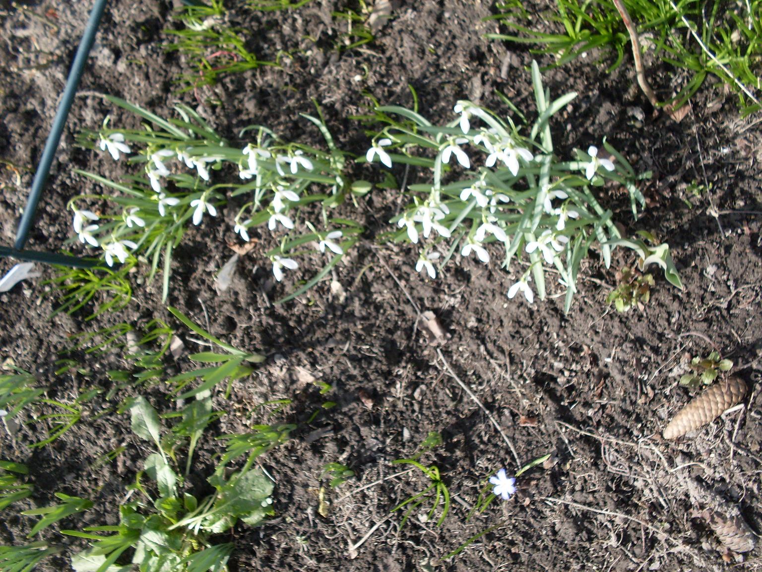 мои цветочки 