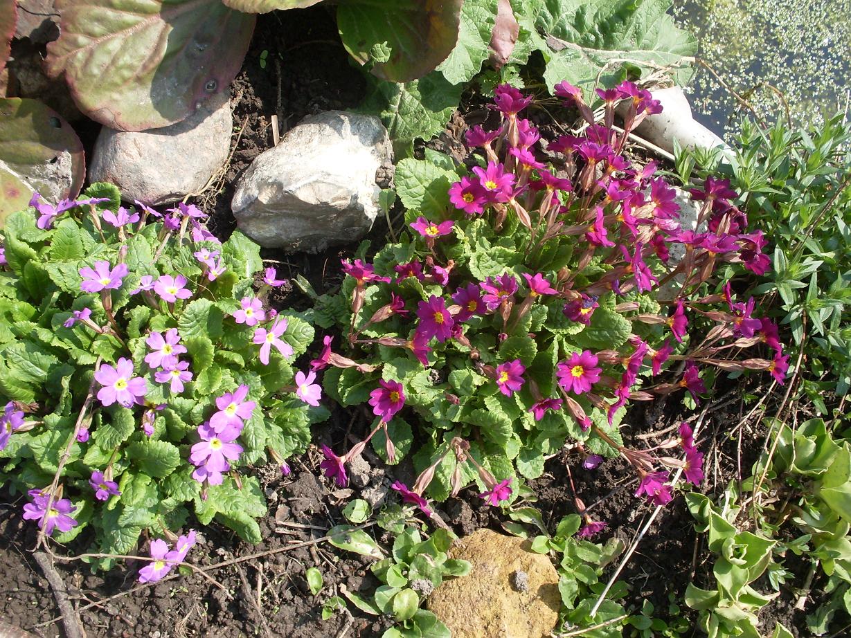 мои цветочки 