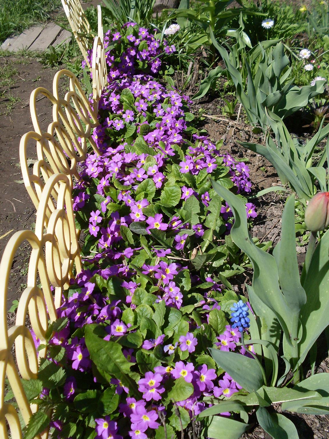 мои цветочки 