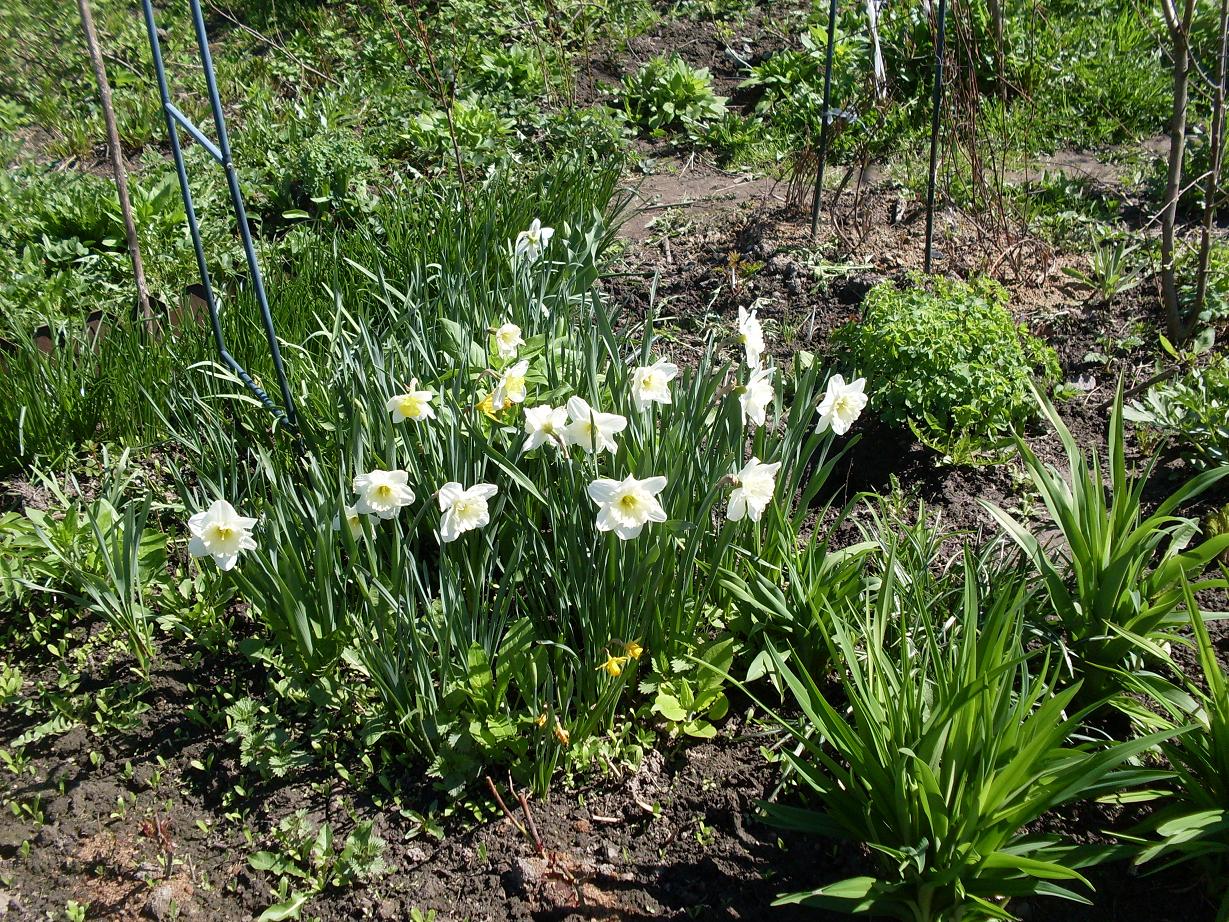 мои цветочки 