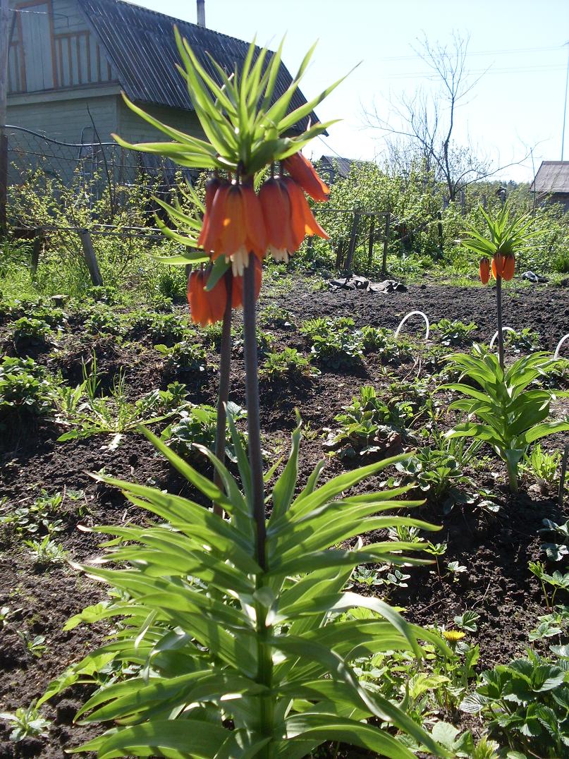 мои цветочки 