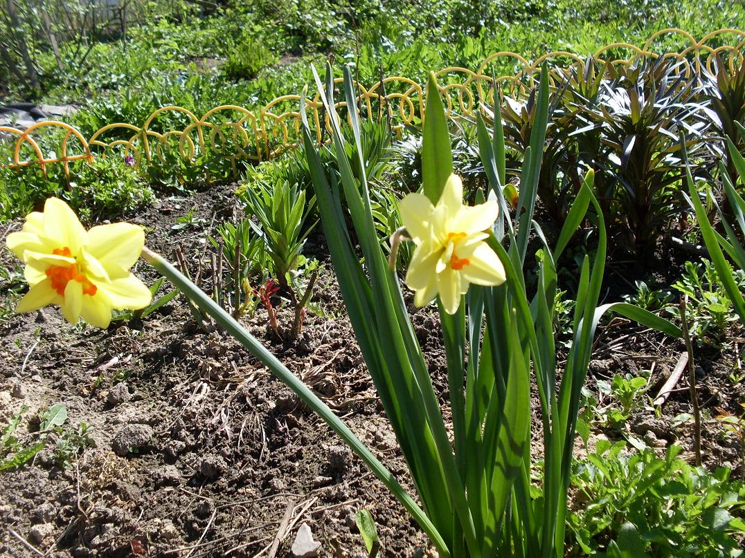 мои цветочки 