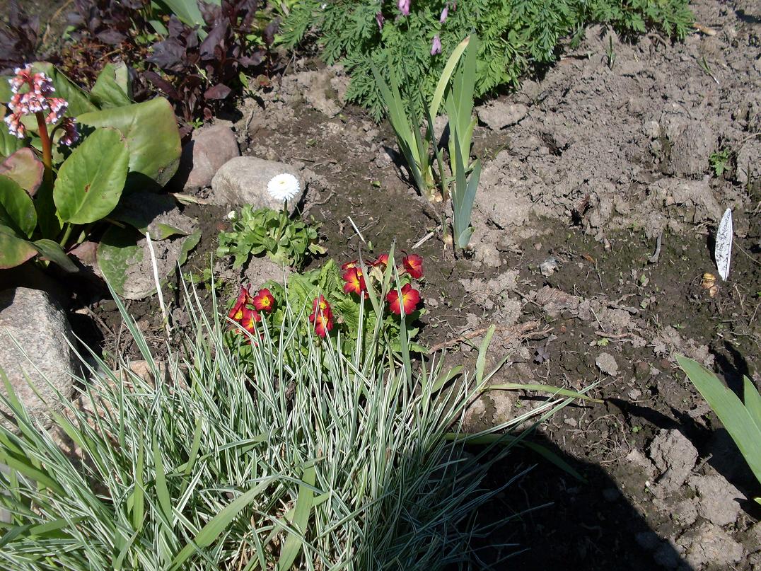 мои цветочки 