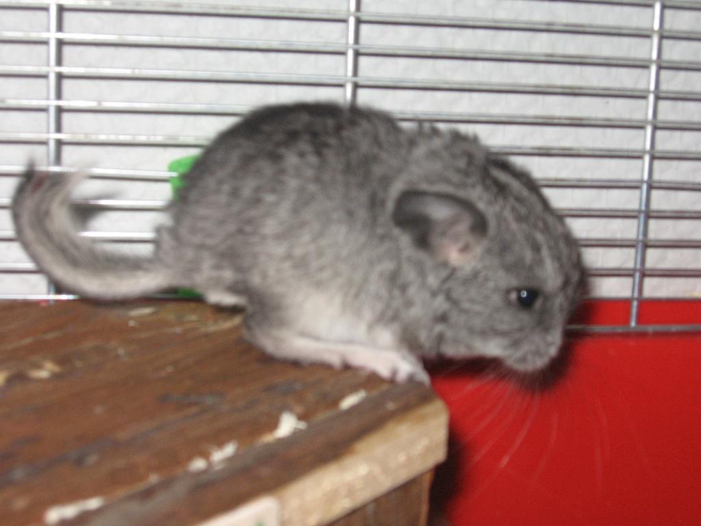 'Сюрпризу' неделя и он пацан :) . шиншилки наши 