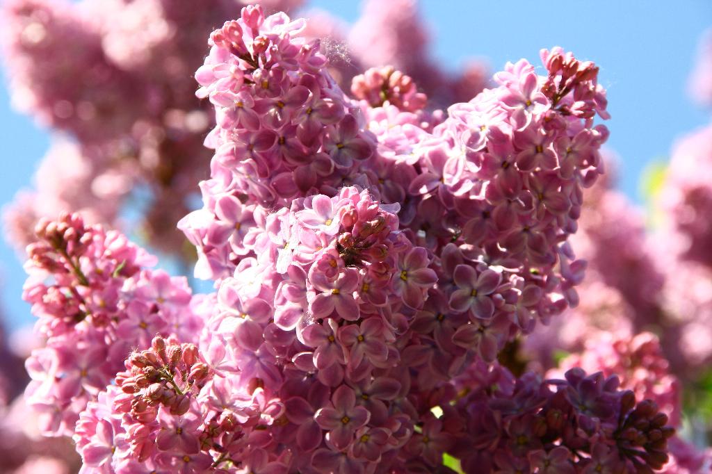 Сиреневый сад