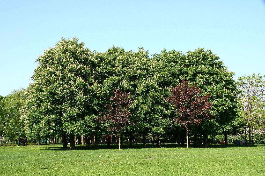 Сиреневый сад