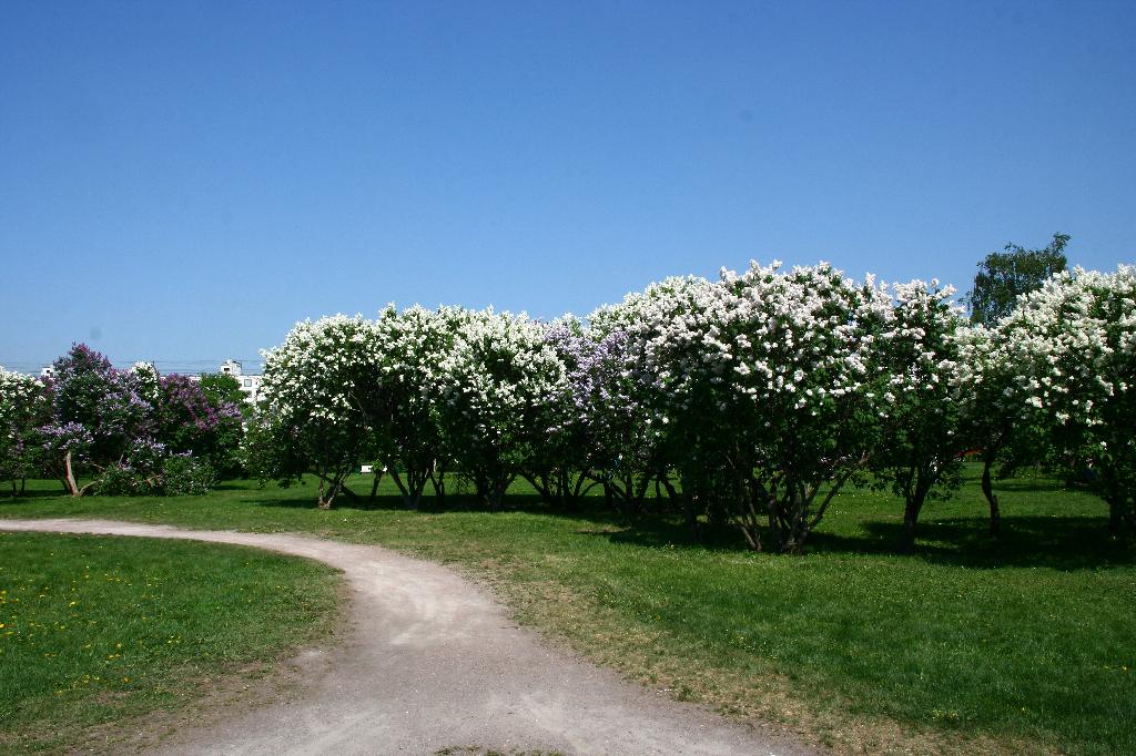 Сиреневый сад