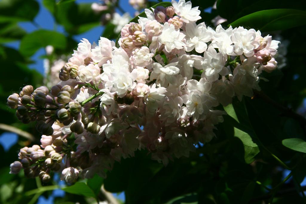 Сиреневый сад