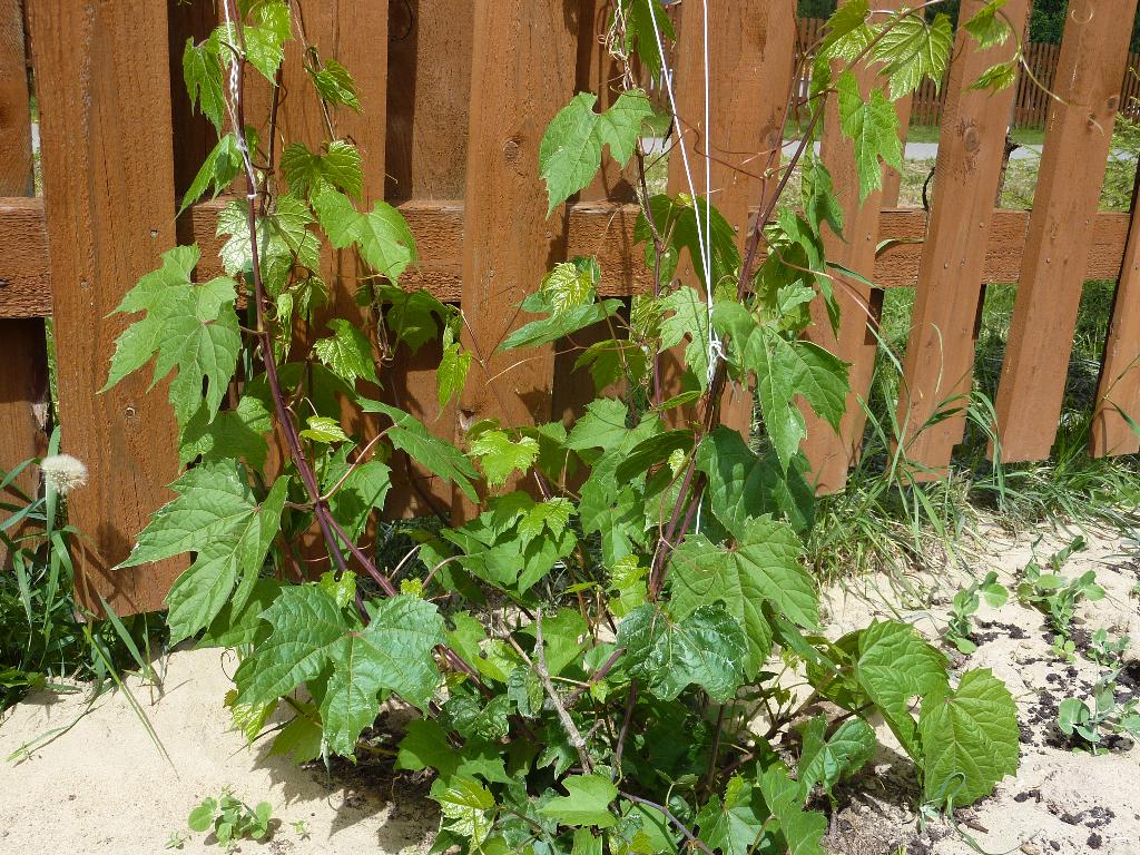 амурский виноград от Снежинки. Дом