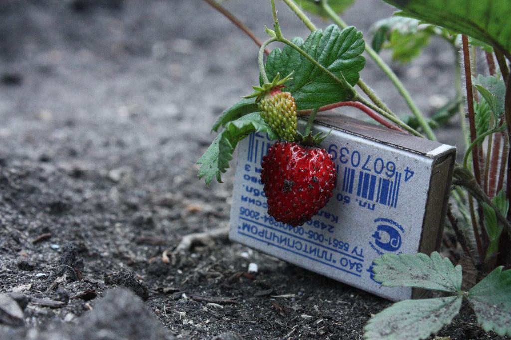 земляника Лесная (бордовая, ремонтантная, усатая). 