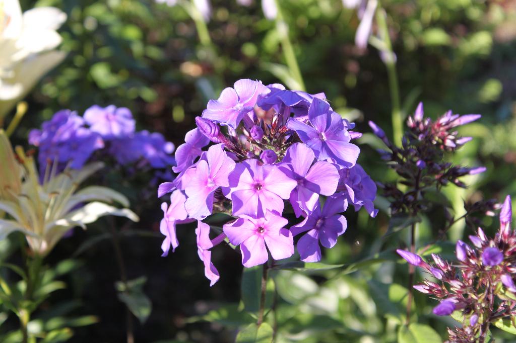 Blue paradaise. флоксы