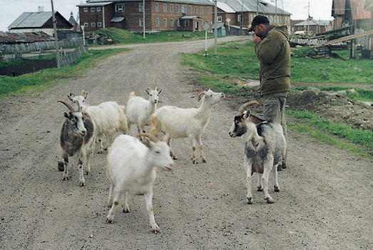 Солвецкие козы. Соловки
