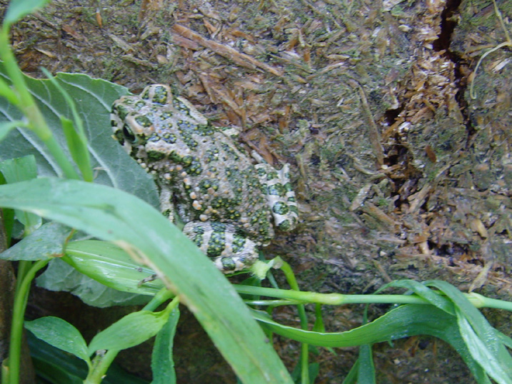 На следующий день после грозы