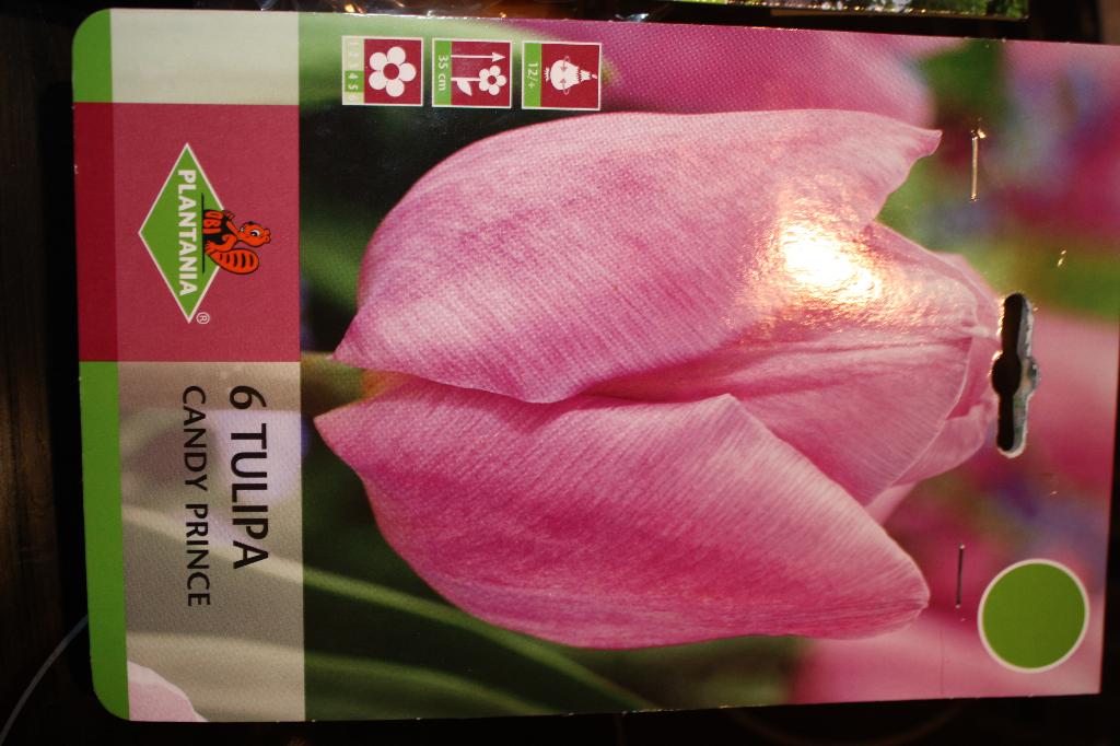 Candy prince. Цветы