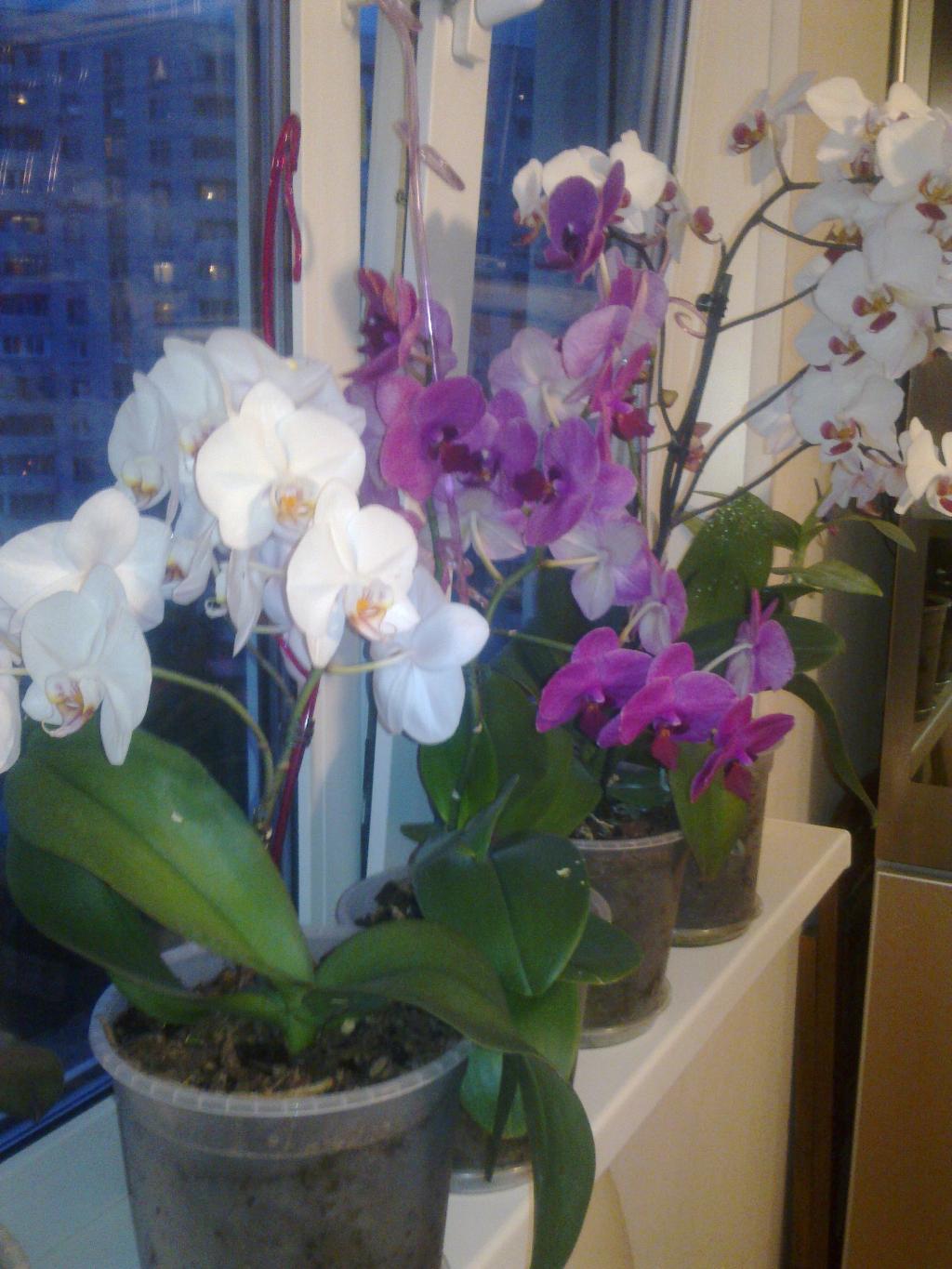 Всяко разно