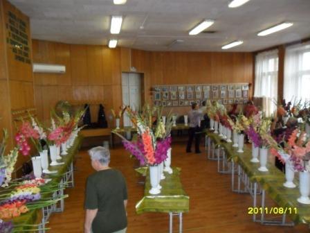 Гладиолусы. Гладиолусы