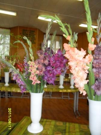 Гладиолусы. Гладиолусы