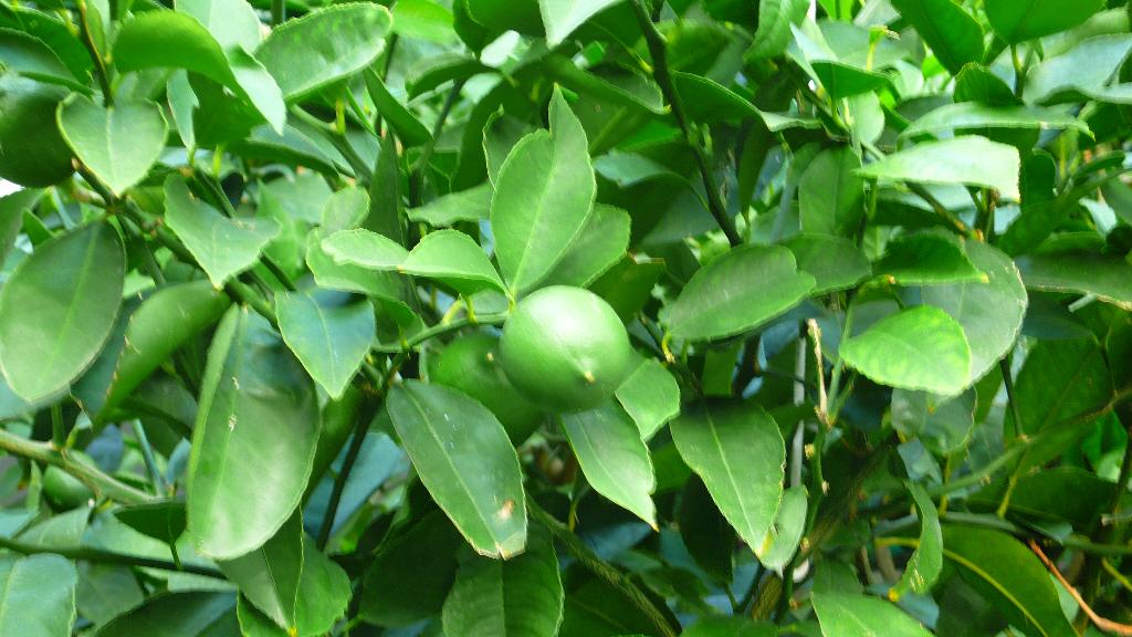 Лаймы или лимоны?. Хорватия 2011.путешествие в Омиш