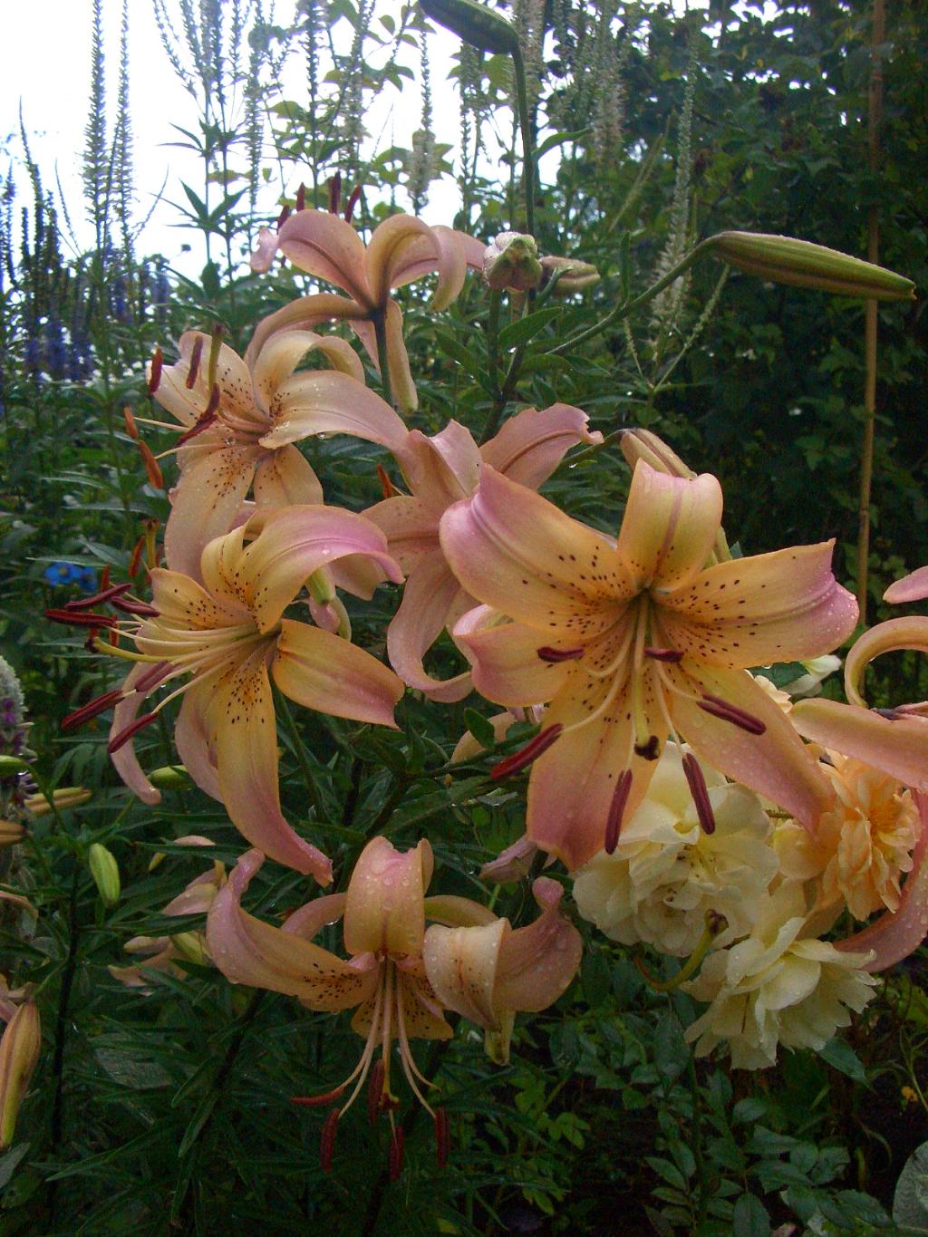 На определение. Лето 2011