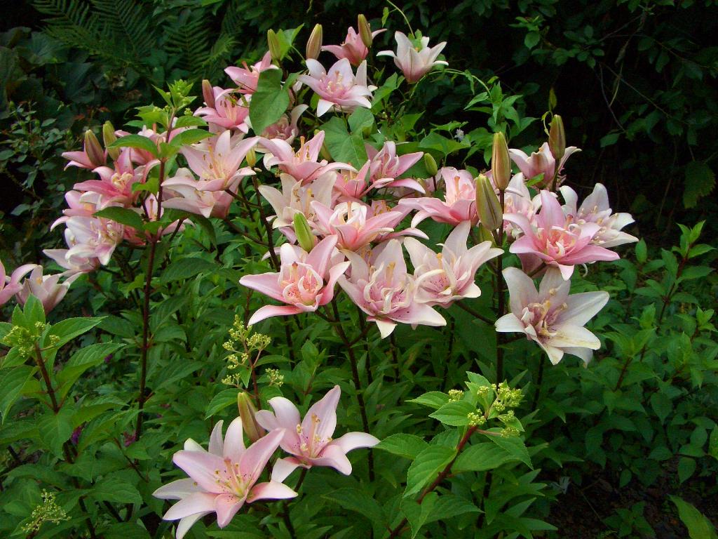 Elody. Лето 2011