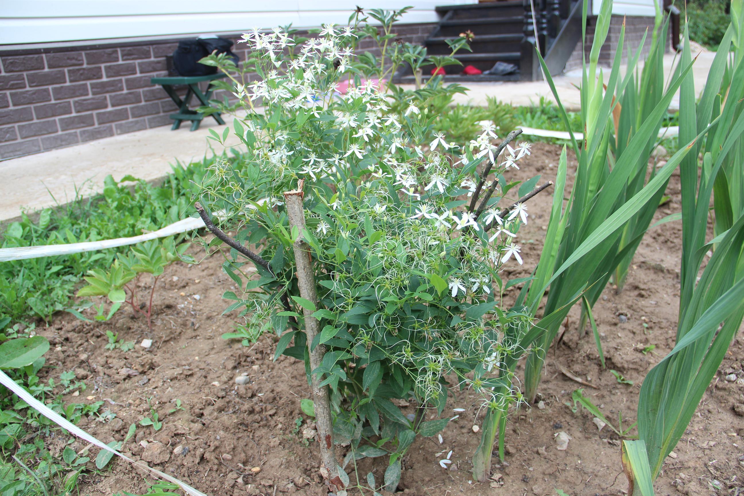 Клематис. Дача