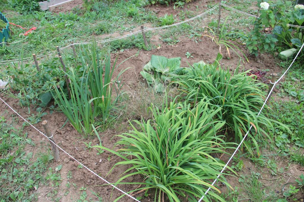 Лилейник, Ирис болотный. Дача