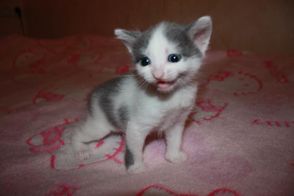 Наши котята! 