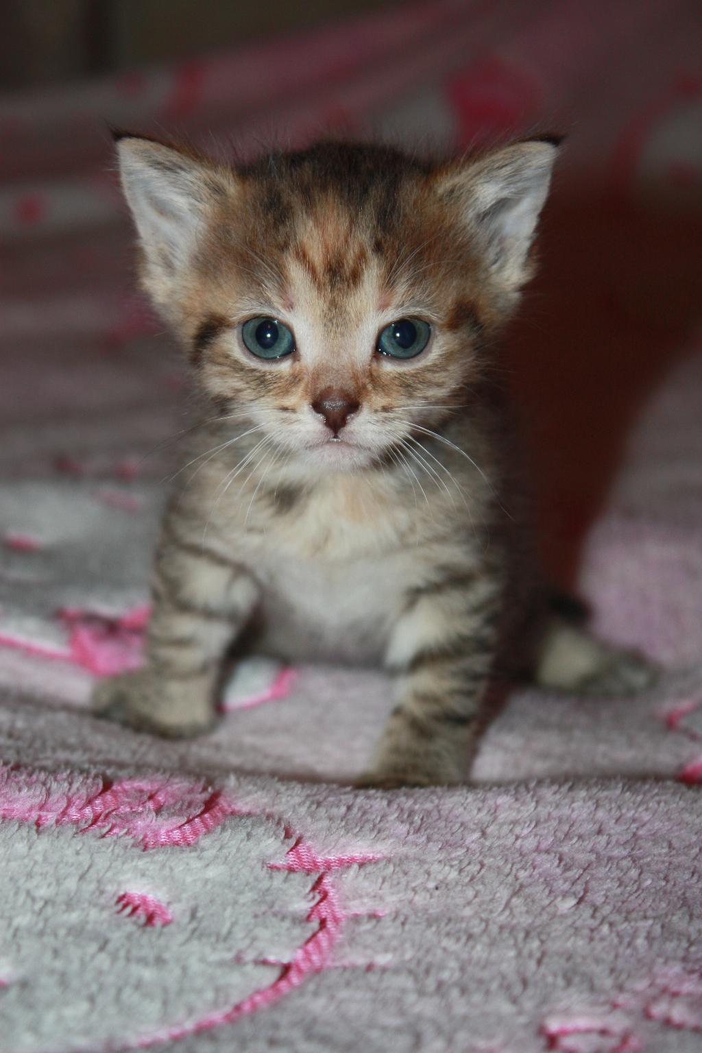 Милая крошка!. Наши котята! 