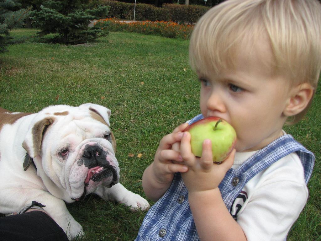 Хочется собаку. Собака в яблочке. С днем наливного яблочка собака.