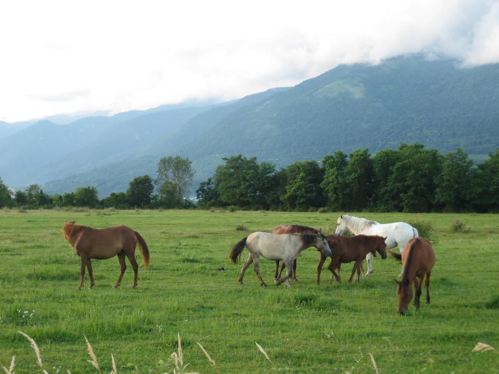 На рассвете..ходят кони......  Абхазия и чудеса времён года.