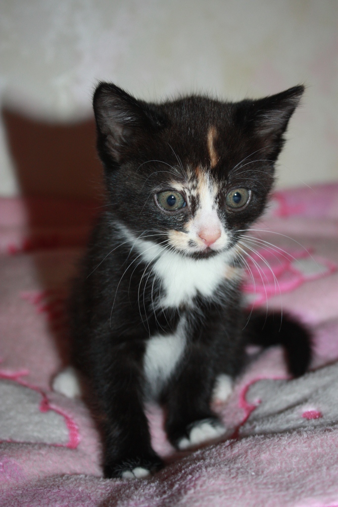 Кокетка Мушка :). Наши котята! 