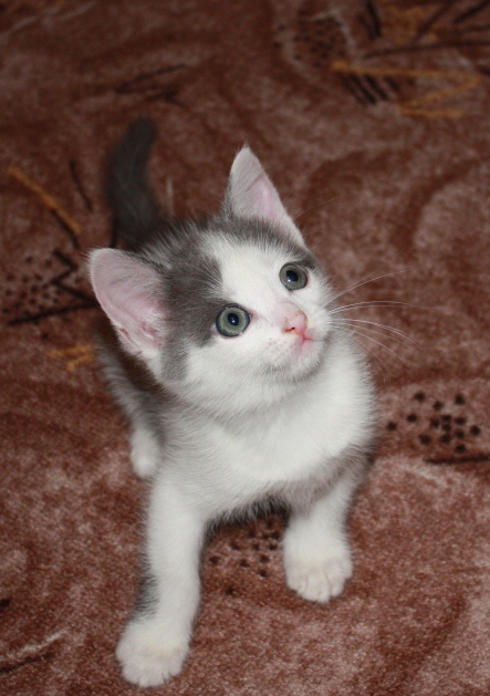 Бело-серая кошечка. Наши котята! 
