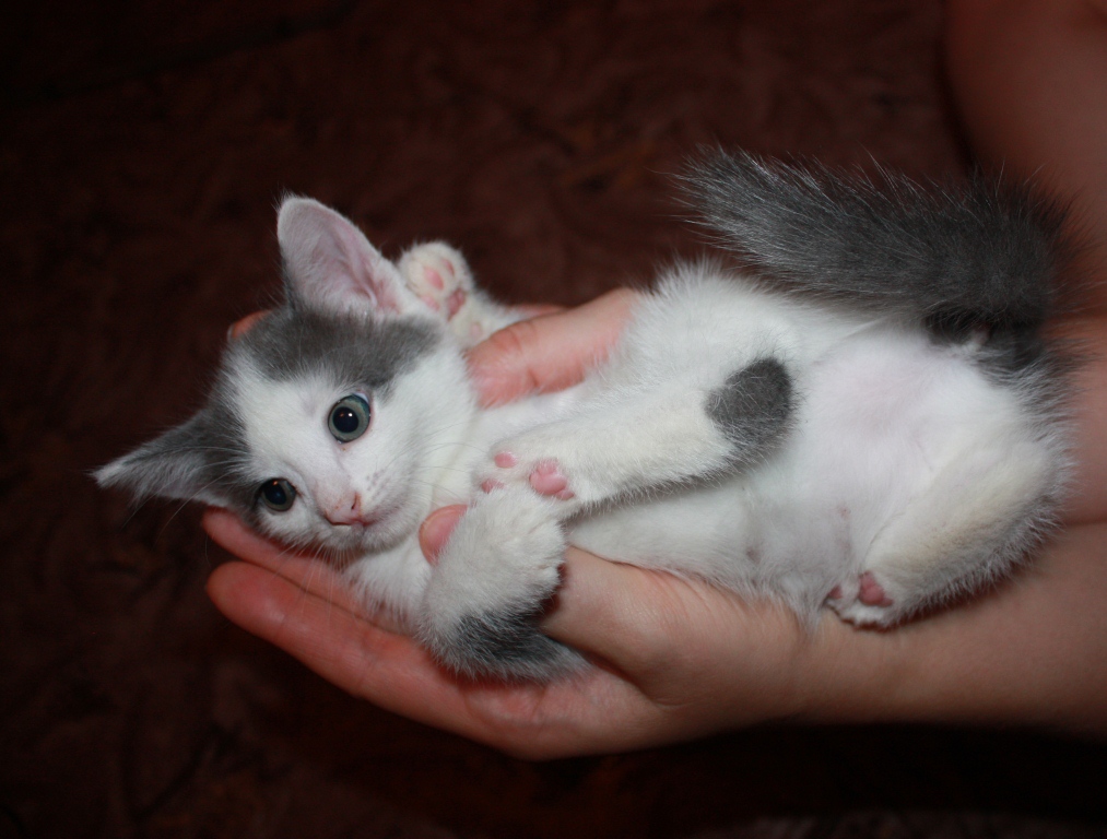 Очень милая кошечка!. Наши котята! 