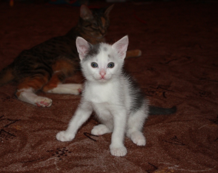 Третья девочка :). Наши котята! 