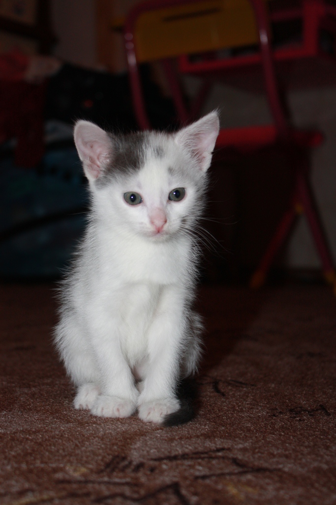 Величественная малышка!. Наши котята! 