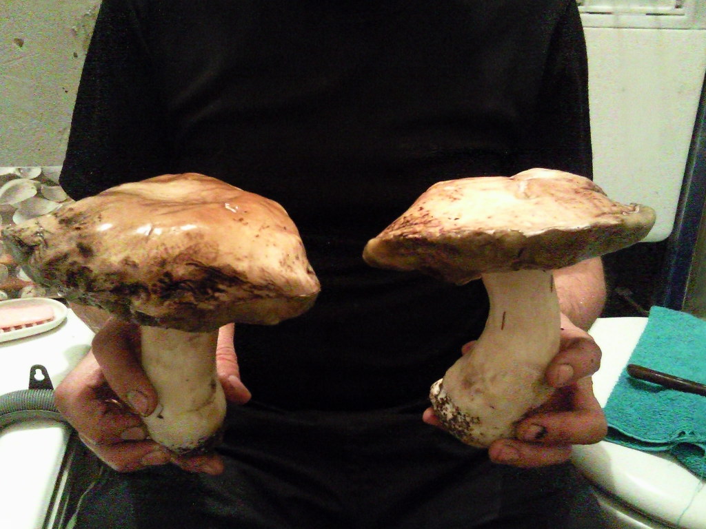 грибочки гиганты. 